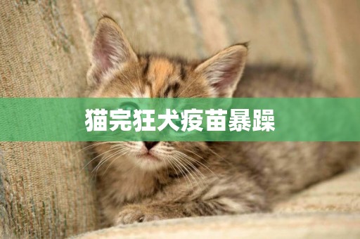 猫完狂犬疫苗暴躁